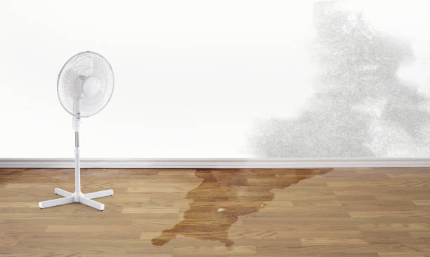 Best Carpet water damage restoration  in La Conner, WA